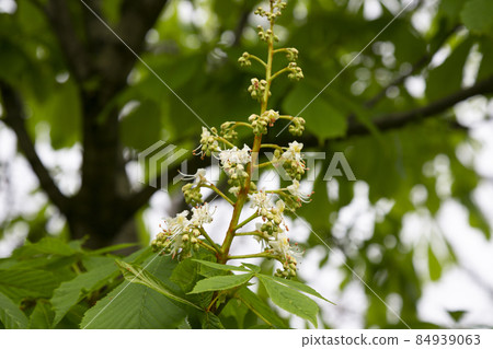 Horse chestnut tree Aesculus hippocastanum, Conker tree with blooming flowers. White candles of flowering horse-chestnut against blurred background. Horse chestnut tree Aesculus hippocastanum, Conker tree with blooming flowers. White candles of flowering horse-chestnut against blurred background. 84939063