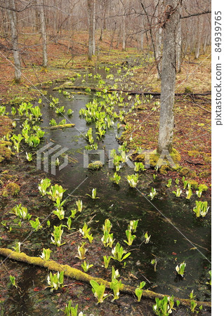 Skunk cabbage on Lake Poroto in Shiraoi Town, Hokkaido 84939765