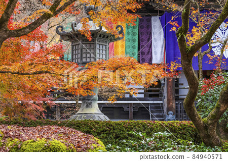 深秋的京都永觀堂 84940571