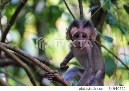 Wild cynomolgus monkey in Singapore Wild cynomolgus monkey in Singapore 84940831