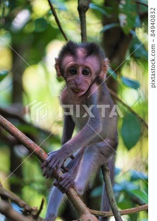 Wild cynomolgus monkey in Singapore Wild cynomolgus monkey in Singapore 84940832