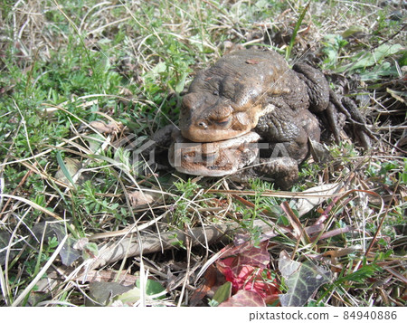 A pair of toads 84940886
