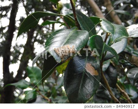 Larva of the tea tussock moth on the camellia Larva of the tea tussock moth on the camellia 84940917