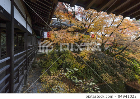 深秋的京都永觀堂 84941022