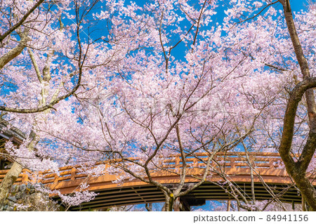 世界上第一朵櫻花，春天在高遠城跡公園[長野縣] 84941156