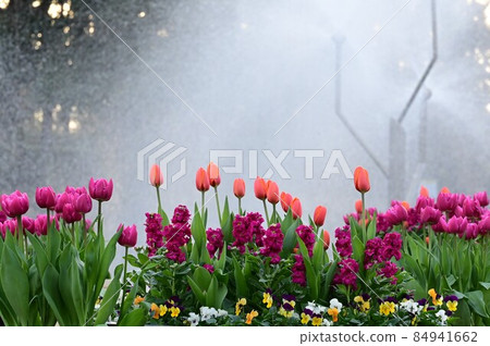 Tulips, stocks, pansies and flower beds 84941662