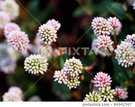 粉紅色虎杖芽的特寫 84942567