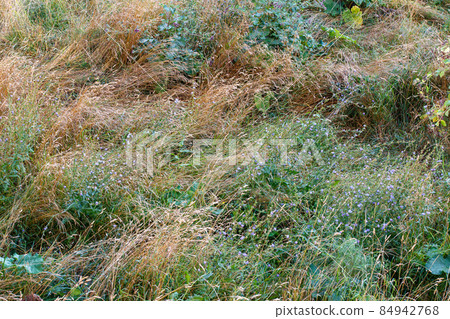 mixed wild green and dry yellow grass late summer afternoon mixed wild green and dry yellow grass late summer afternoon 84942768