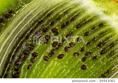 kiwi seeds inside of cutted fruit, full frame macro kiwi seeds inside of cutted fruit, full frame macro 84943062