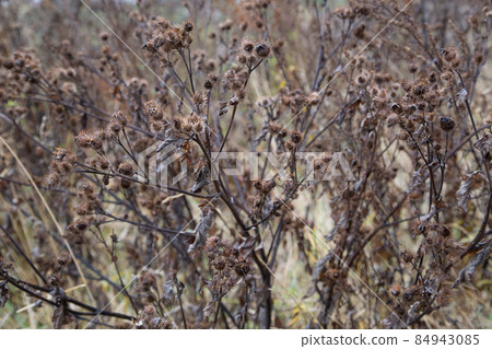 dry burdock thickets at daylight, close-up with selective focus dry burdock thickets at daylight, close-up with selective focus 84943085