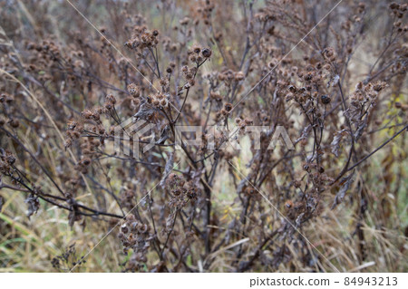 dry burdock thickets at daylight, close-up with selective focus dry burdock thickets at daylight, close-up with selective focus 84943213