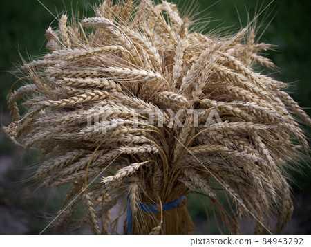 A sheaf of ripe golden wheat, close-up. A sheaf of ripe golden wheat, close-up. 84943292