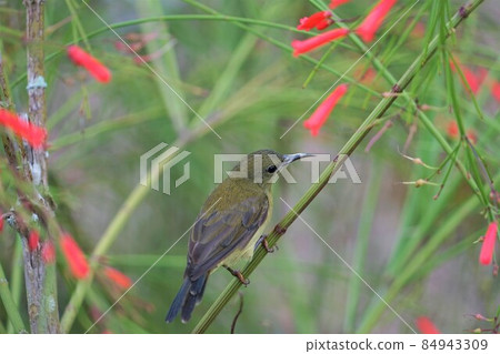 Crimson sunbird female 84943309