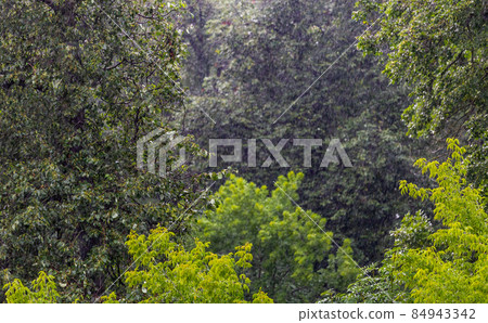 long and fast rain drops falling in green forest at sunny and windy conditions 84943342