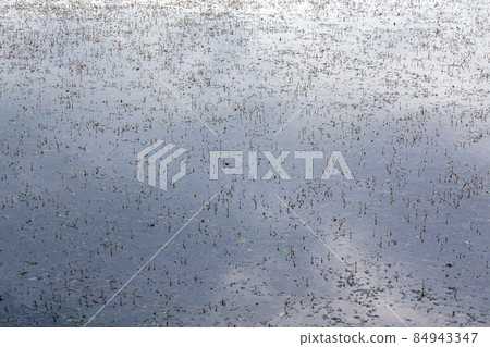 Persicaria amphibia aquatic plant sticking out through river or lake water surface Persicaria amphibia aquatic plant sticking out through river or lake water surface 84943347