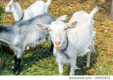 Cute free range goatling on organic natural eco animal farm freely grazing in yard on ranch background. Domestic goat graze in pasture. Modern animal livestock, ecological farming. Animal rights 84943672