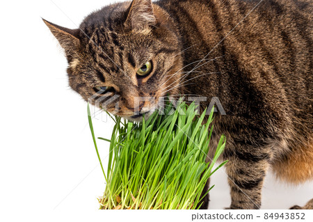 yellow eyed tabby cat eating fresh green grass close-up on white background with selective focus and blur yellow eyed tabby cat eating fresh green grass close-up on white background with selective focus and blur 84943852