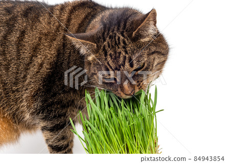 gray domestic tabby cat eating fresh green oats sprouts close-up on white background with selective focus and blur gray domestic tabby cat eating fresh green oats sprouts close-up on white background with selective focus and blur 84943854