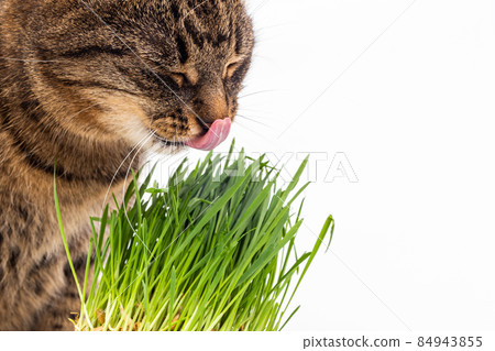 gray domestic tabby cat eating fresh green oats sprouts close-up on white background with selective focus and blur gray domestic tabby cat eating fresh green oats sprouts close-up on white background with selective focus and blur 84943855