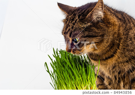 yellow eyed tabby cat eating fresh green grass close-up on white background with selective focus and blur yellow eyed tabby cat eating fresh green grass close-up on white background with selective focus and blur 84943856