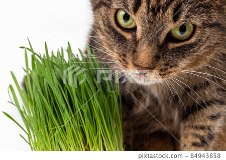 yellow eyed tabby cat eating fresh green grass close-up on white background with selective focus and blur yellow eyed tabby cat eating fresh green grass close-up on white background with selective focus and blur 84943858