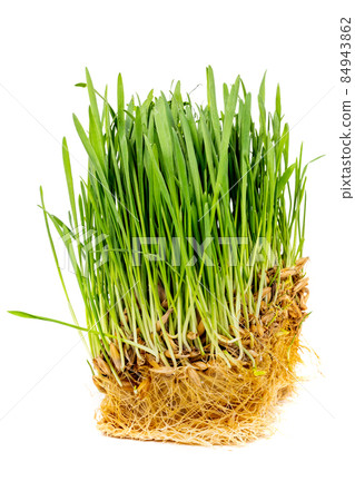 piece of green oats sprouts with roots isolated on white background - close-up with selective focus and background blur piece of green oats sprouts with roots isolated on white background - close-up with selective focus and background blur 84943862