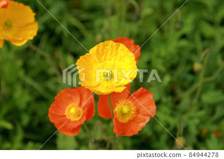 足利花卉公園 84944278