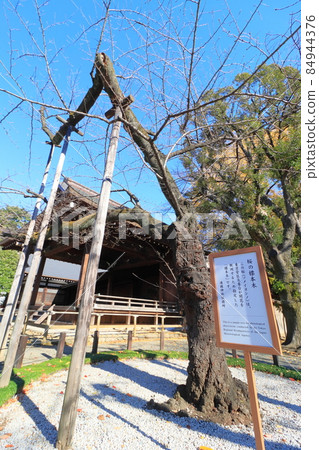 櫻花標本樹靖國神社櫻花宣言 84944376