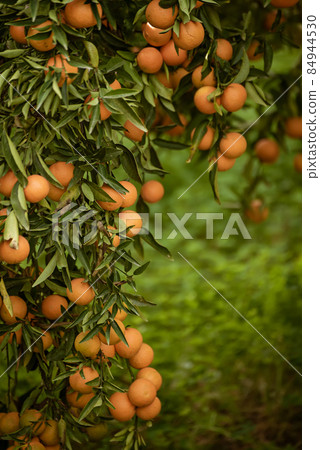 Tangerine green garden Tangerine green garden 84944530