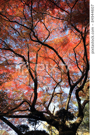 Kotohiragu Shrine, autumn leaves of Sakurababa 84944607