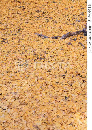 散落的銀杏葉 84944616