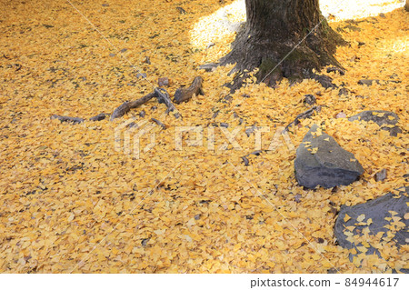 Scattered ginkgo leaves 84944617