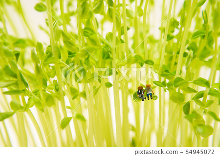 A dwarf sitting on a leaf A dwarf sitting on a leaf 84945072