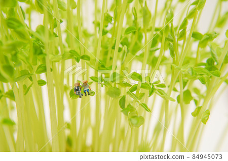A dwarf sitting on a leaf 84945073