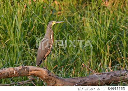 A beautiful striped heron living in Costa Rica, USA 84945365