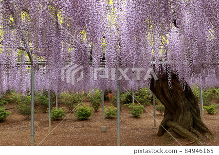 Ashikaga Flower Park wisteria flower Ashikaga Flower Park wisteria flower 84946165