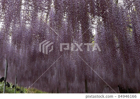 Ashikaga Flower Park wisteria flower Ashikaga Flower Park wisteria flower 84946166