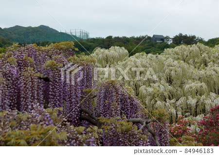 Ashikaga Flower Park wisteria flower Ashikaga Flower Park wisteria flower 84946183