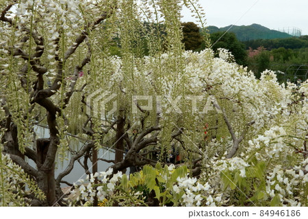 Ashikaga Flower Park wisteria flower Ashikaga Flower Park wisteria flower 84946186