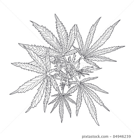 Hemp, cannabis leaves and stems 84946239