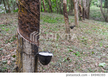 Rubber plantations with rubber latex in bowl extracted from rubber tree plantation agriculture of asian for natural latex Rubber plantations with rubber latex in bowl extracted from rubber tree plantation agriculture of asian for natural latex 84946393