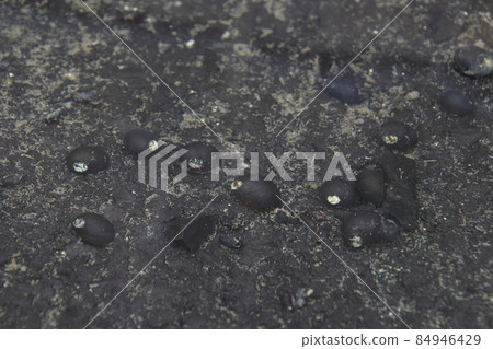 Wild Clithon retropictum (Fukuoka Prefecture) 84946429