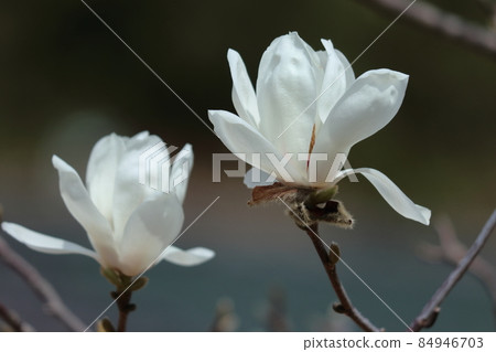 濕潤美麗的花朵 84946703