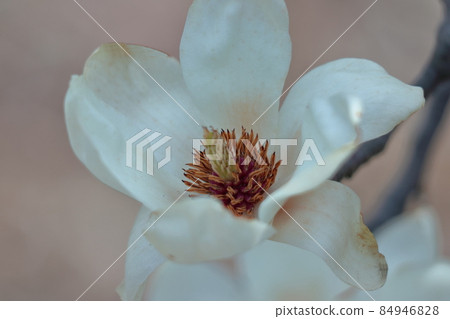 濕潤美麗的花朵 84946828