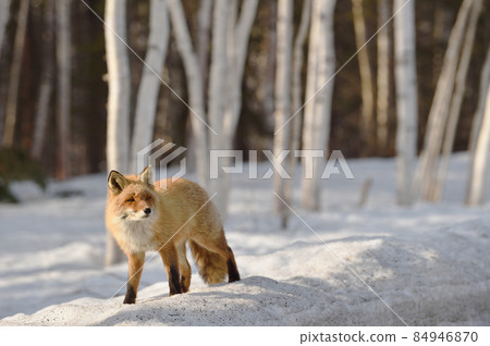 Kita fox walking in the winter forest (Hokkaido) 84946870