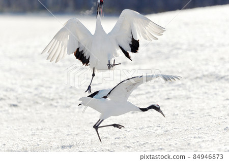 Red-crowned crane dancing in the golden meadow (Hokkaido) Red-crowned crane dancing in the golden meadow (Hokkaido) 84946873
