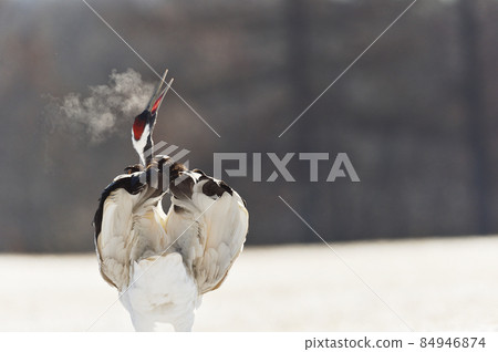 Red-crowned crane crying looking up at the sky (Hokkaido) Red-crowned crane crying looking up at the sky (Hokkaido) 84946874