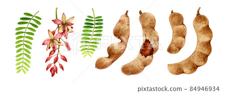 Tamarind fruit set. Watercolor illustration. Hand drawn realistic tamarindus indica fruit, beans, flower and leaf element collection. Tamarind sweet natural organic plant on white background Tamarind fruit set. Watercolor illustration. Hand drawn realistic tamarindus indica fruit, beans, flower and leaf element collection. Tamarind sweet natural organic plant on white background 84946934