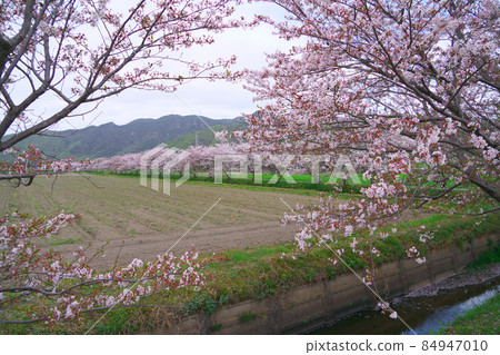 【日本原景】一排吉野櫻花樹和田園風光沿著灌溉渠盛開,陰雲密布 岡山縣岡山市東區4 【日本原景】一排吉野櫻花樹和田園風光沿著灌溉渠盛開,陰雲密布 岡山縣岡山市東區4 84947010