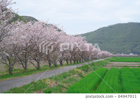 【日本原始風景】一排盛開的吉野櫻花樹沿著陰天的灌溉渠和鄉村景觀岡山縣岡山市東區3 【日本原始風景】一排盛開的吉野櫻花樹沿著陰天的灌溉渠和鄉村景觀岡山縣岡山市東區3 84947011